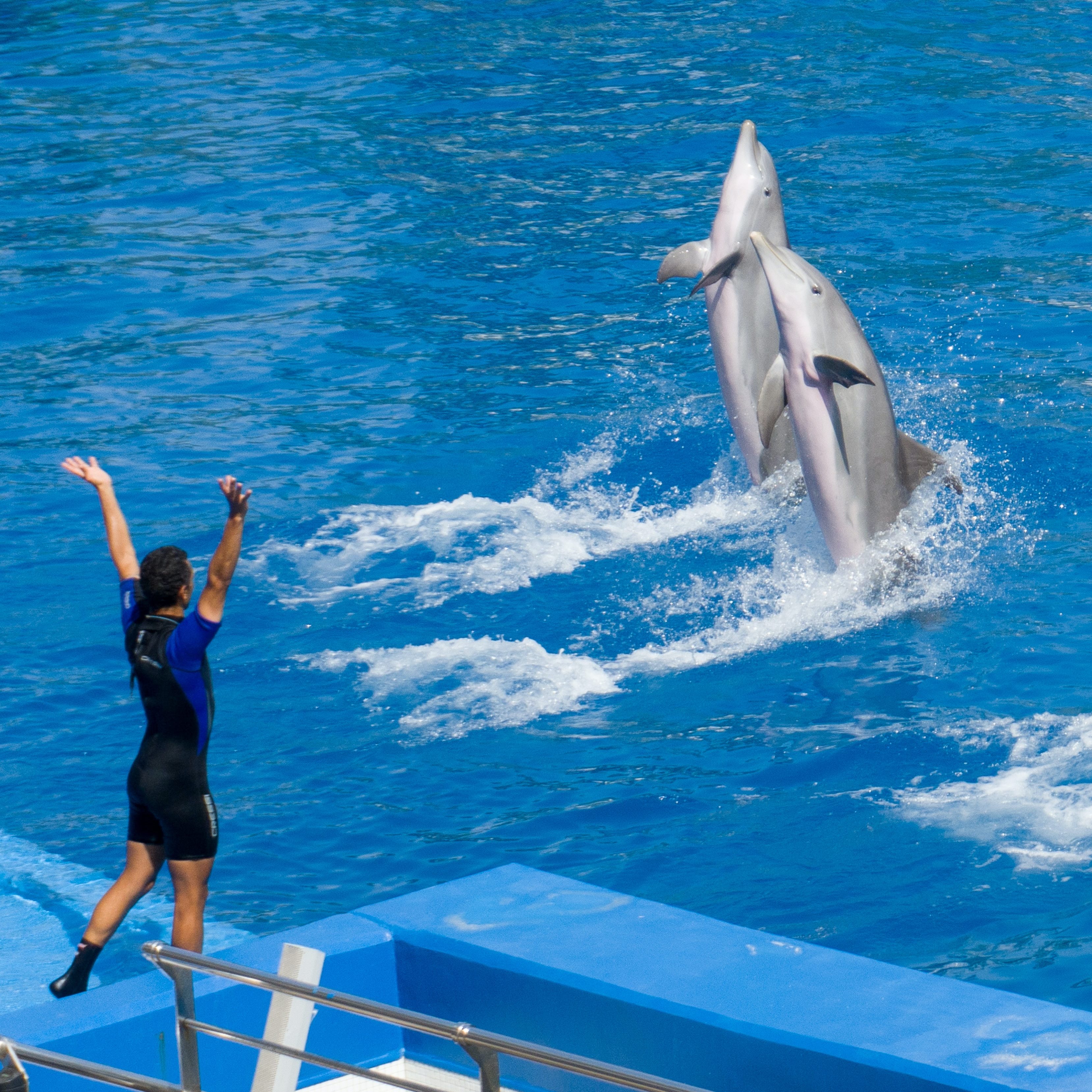 45 mins Dubai Dolphinarium